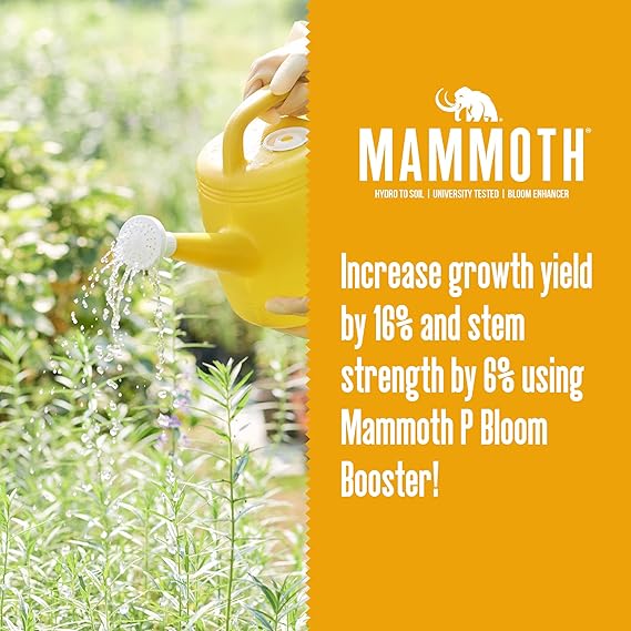 Yellow watering can being used on plants with Mammoth P Bloom Booster branding and text.