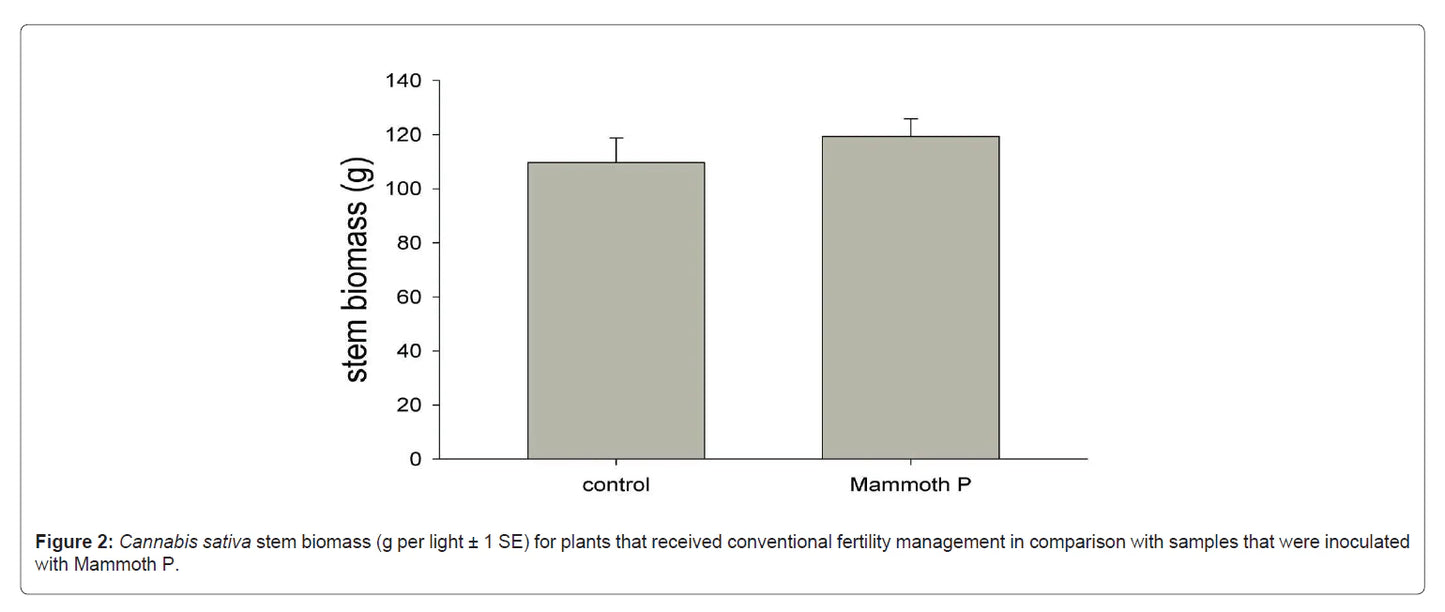 Bar graph comparing stem biomass of control and Mammoth P plants.